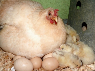 chicks and banty mama.JPG