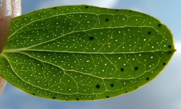 perforate leaf.jpg