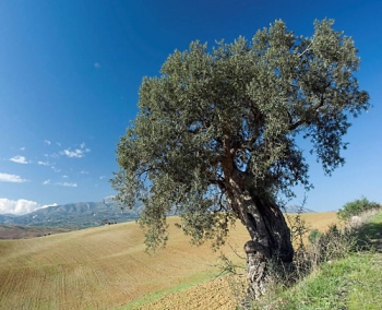 olive-tree.jpg