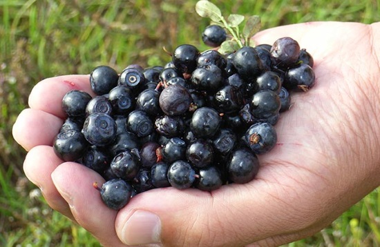 bilberry_fruits_hand.jpg