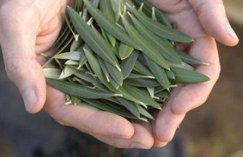 olive-leaf-2.jpg