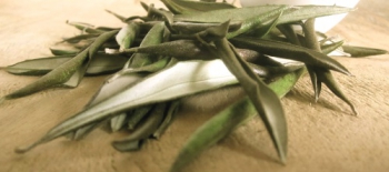 olive (1).jpg
